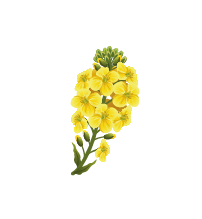 caux'smétiques de normandie - cosmétiques naturels à Petit Caux